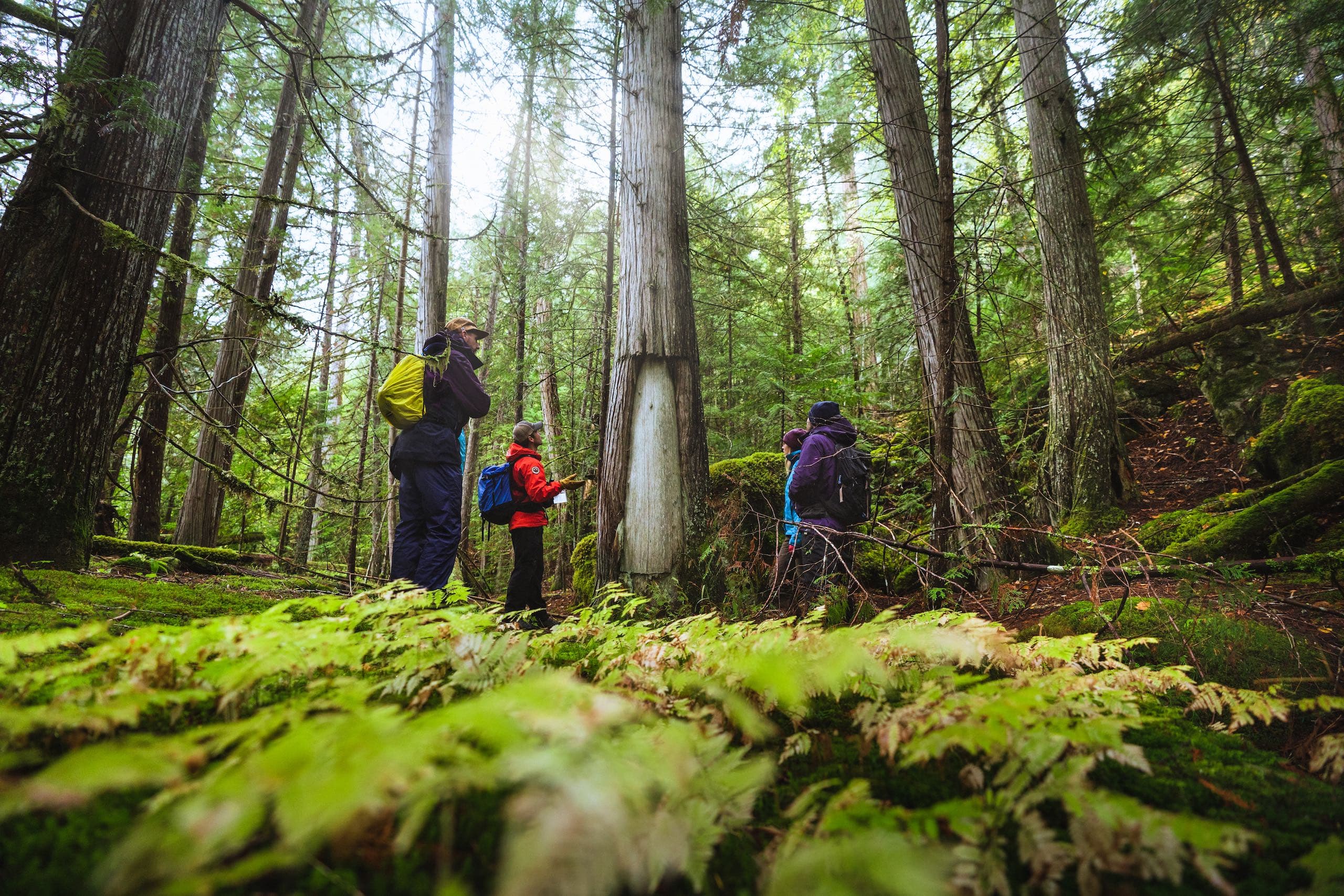 A group of people examining a tree