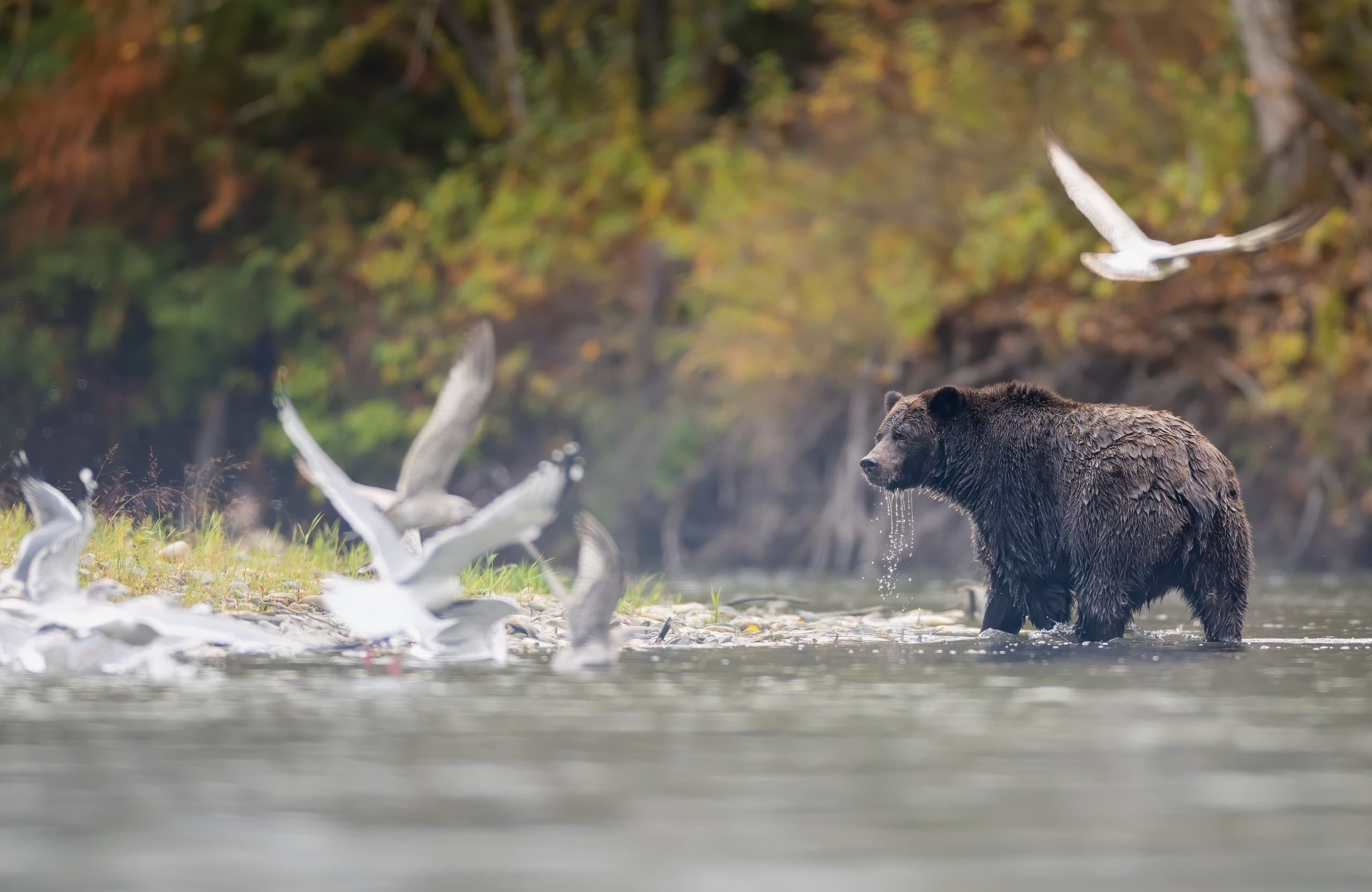 a bear and birds in a river