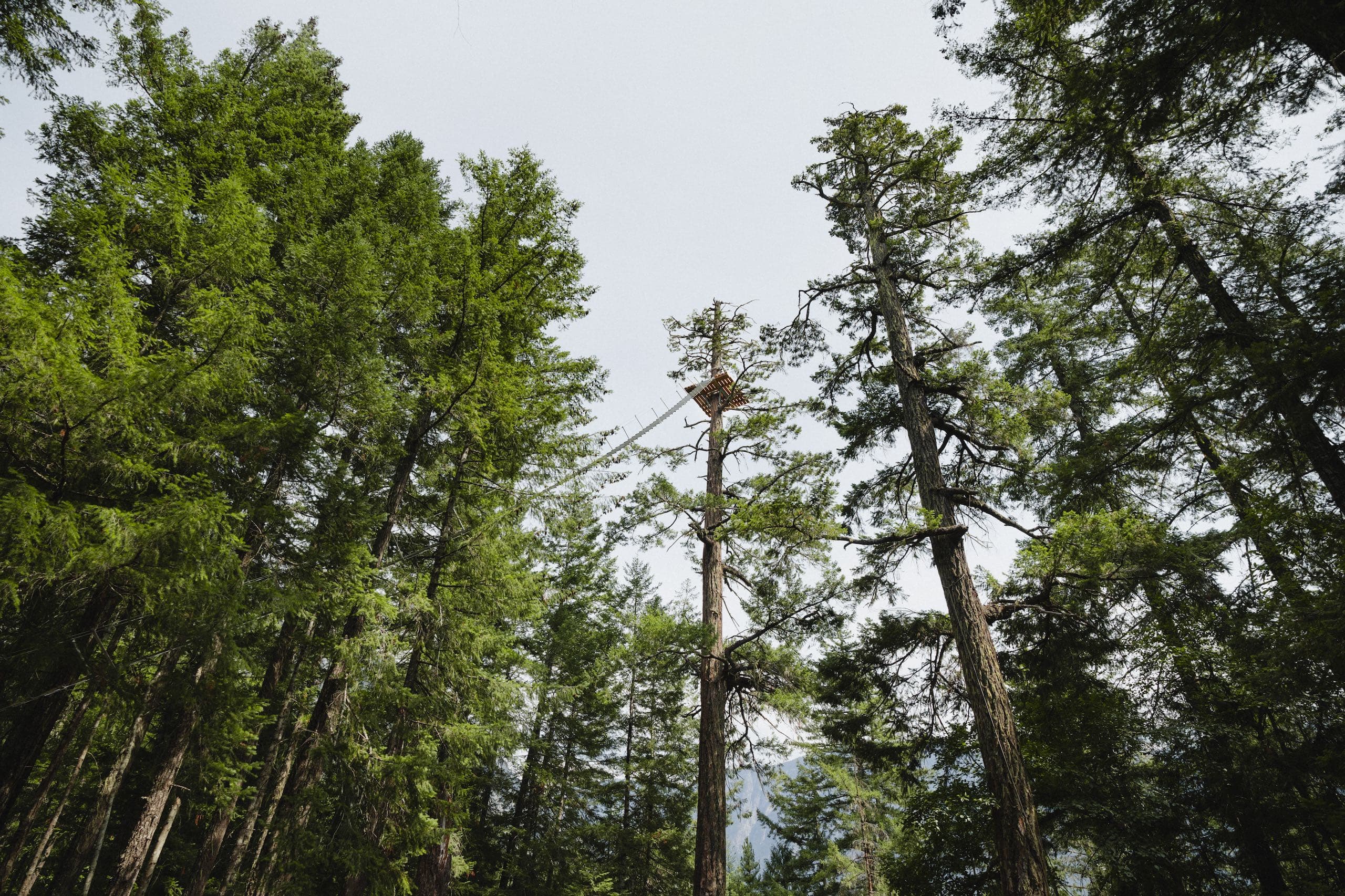 View of a Tree canopy from the ground