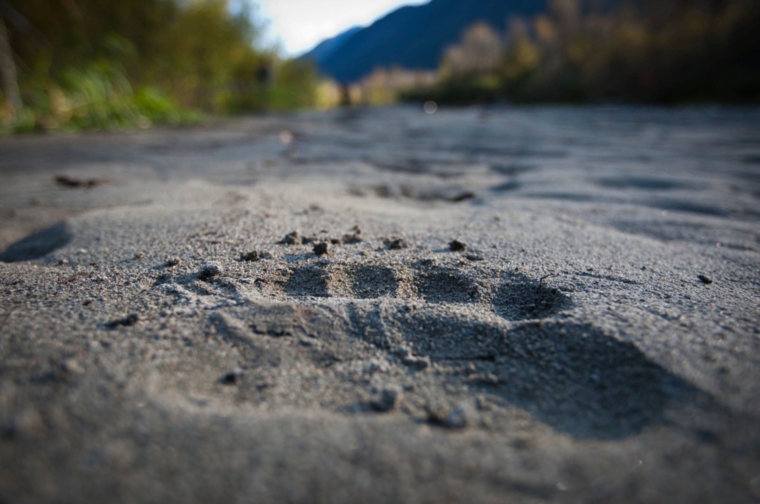 A bear print in the sand