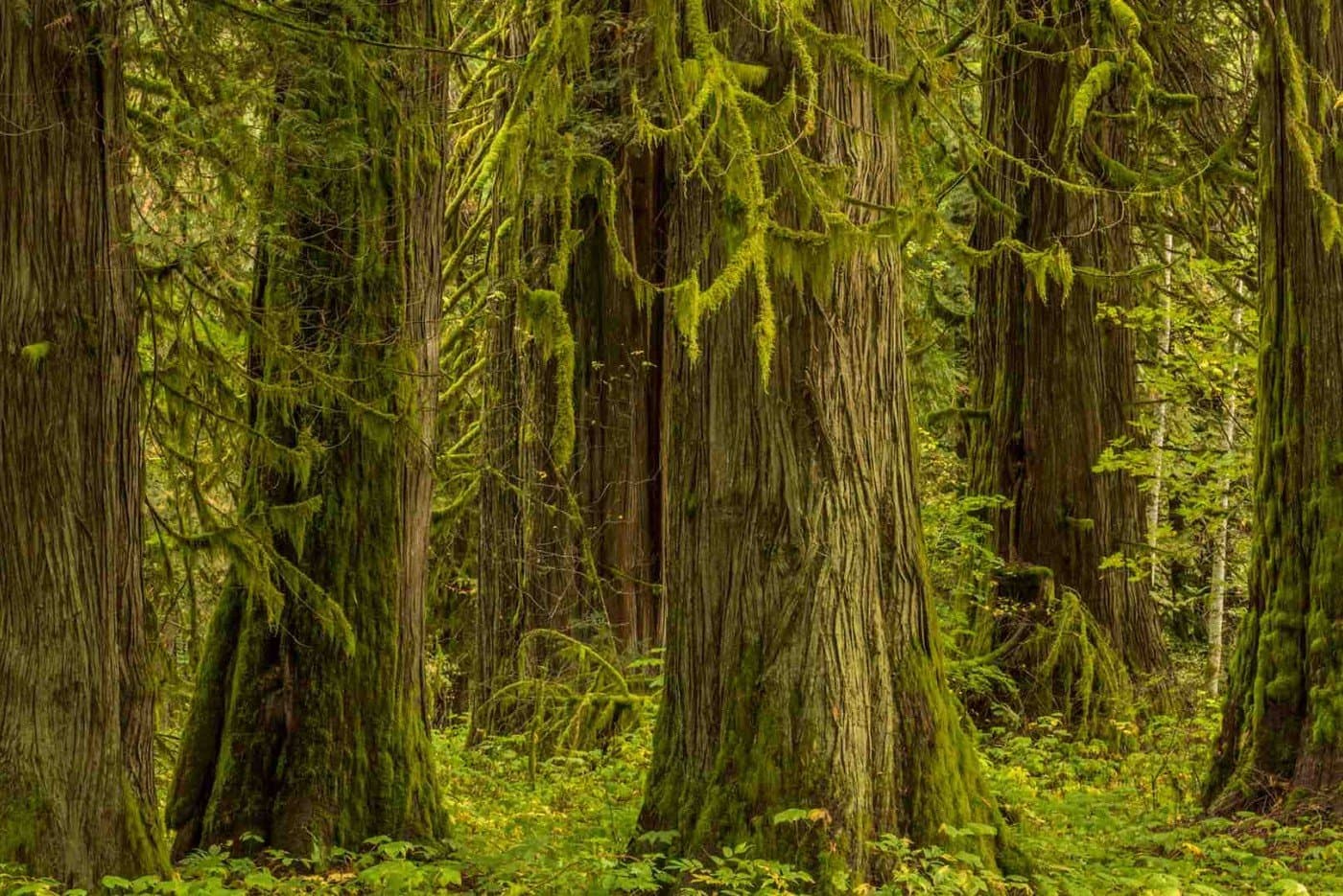 Trees in the woods