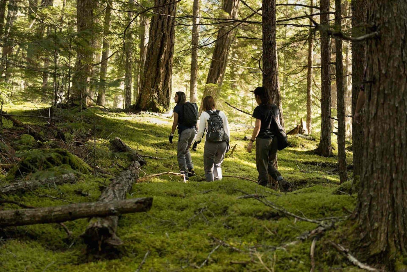 A group of people walking in the woods