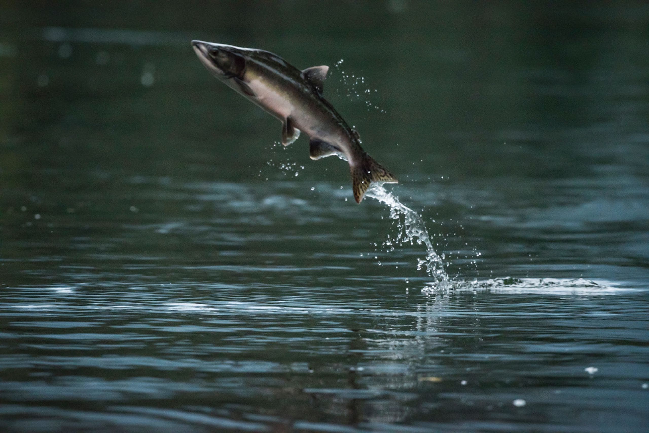 Fish jumping out of water
