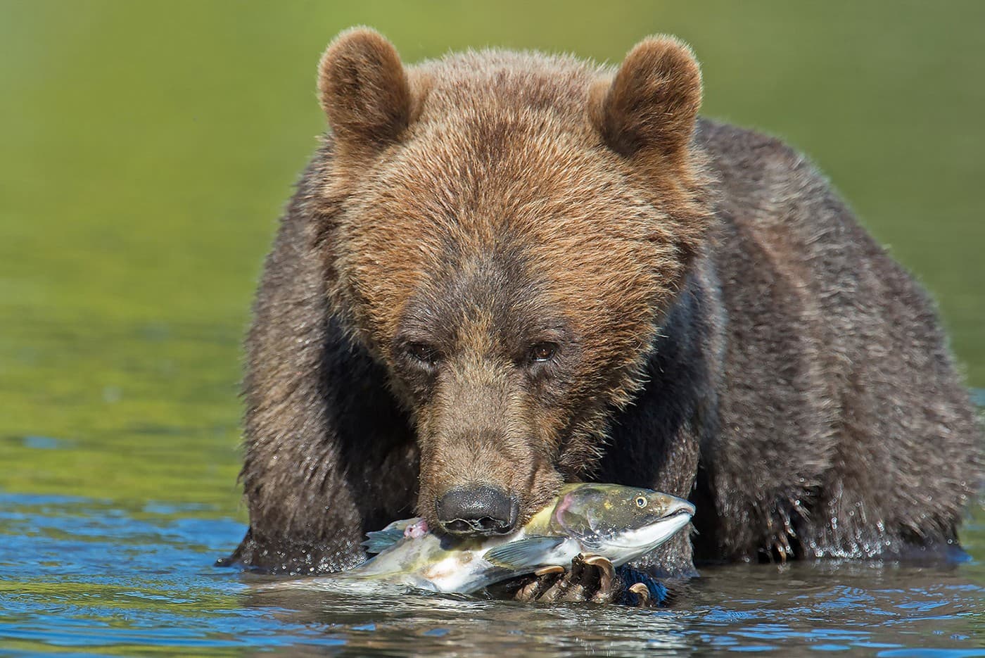 A bear eating a fish