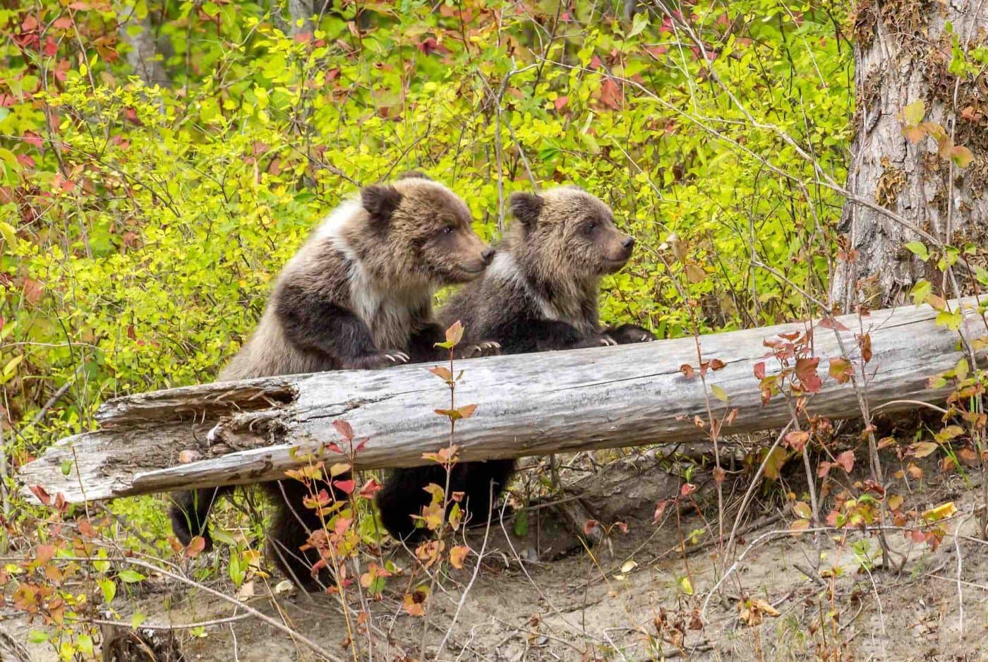Two bear cubs resting on a fallen tree