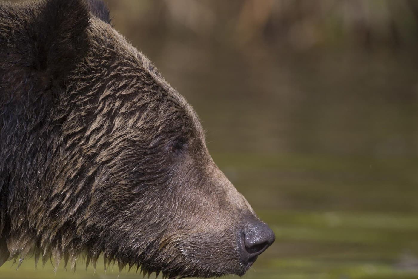 Close up of a bear