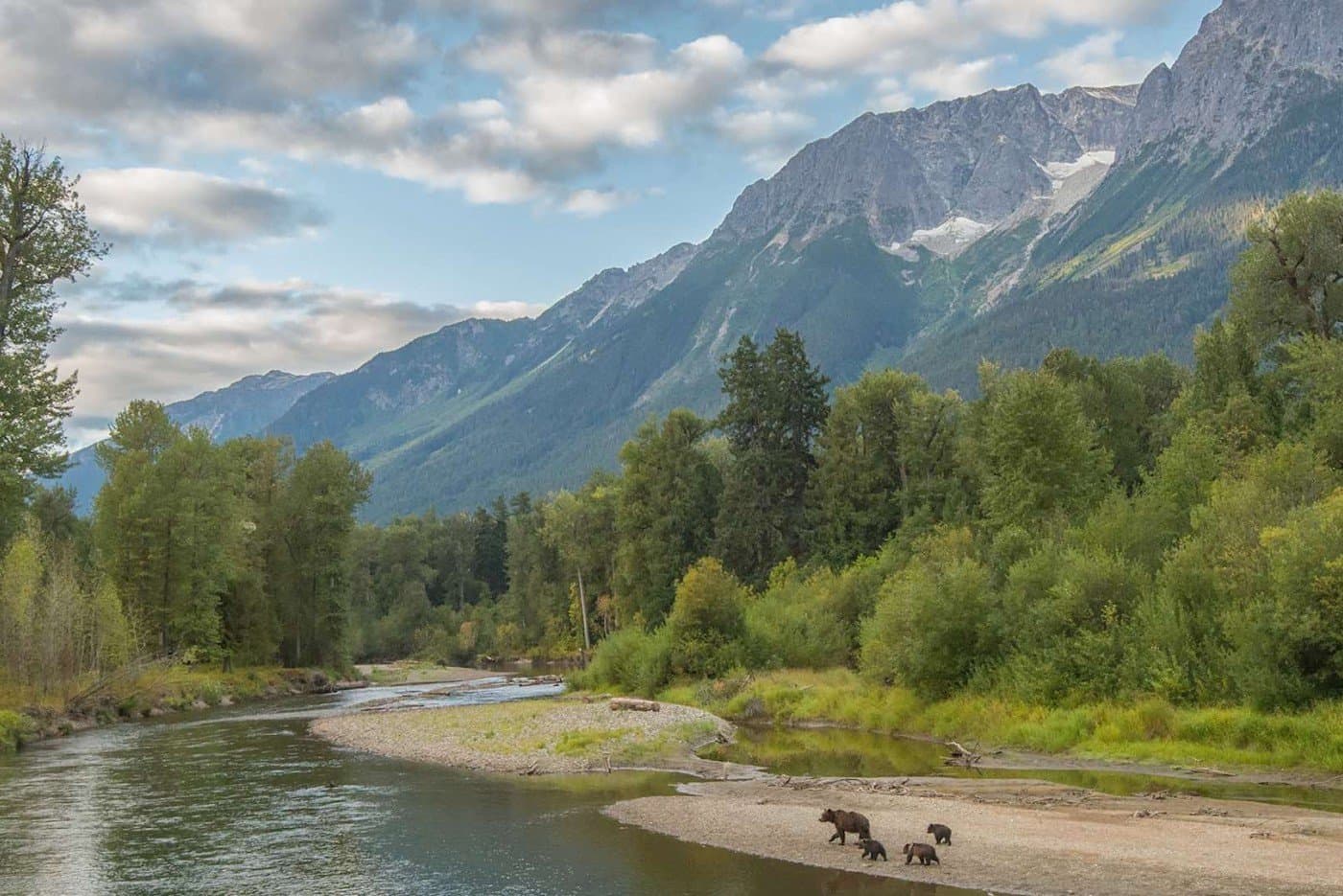 A family of bears walking on the shore