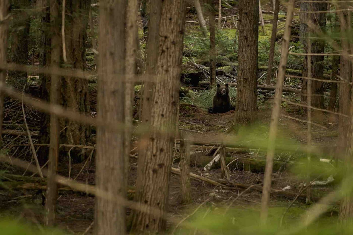A bear sitting in the woods