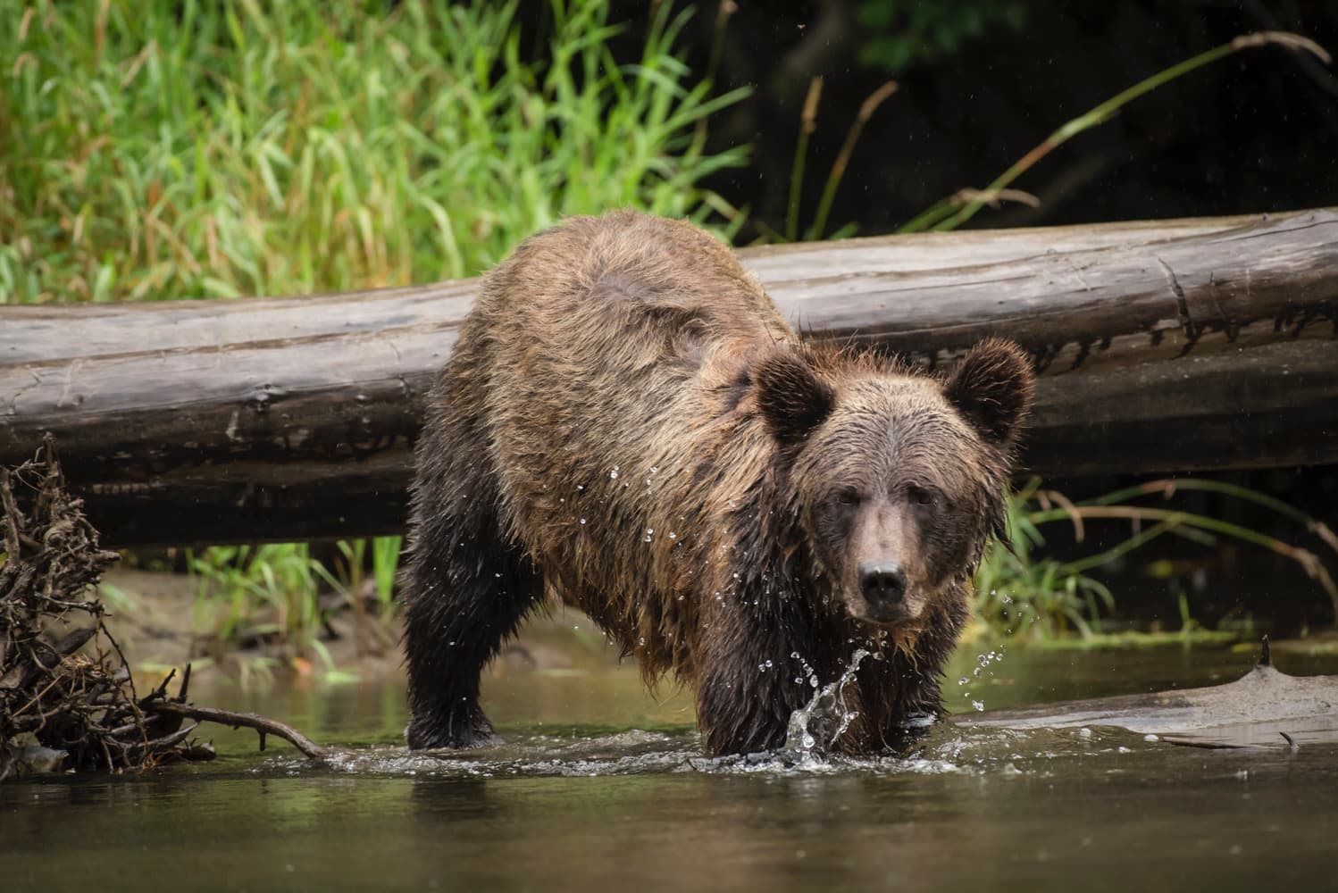 A bear fishing in the water