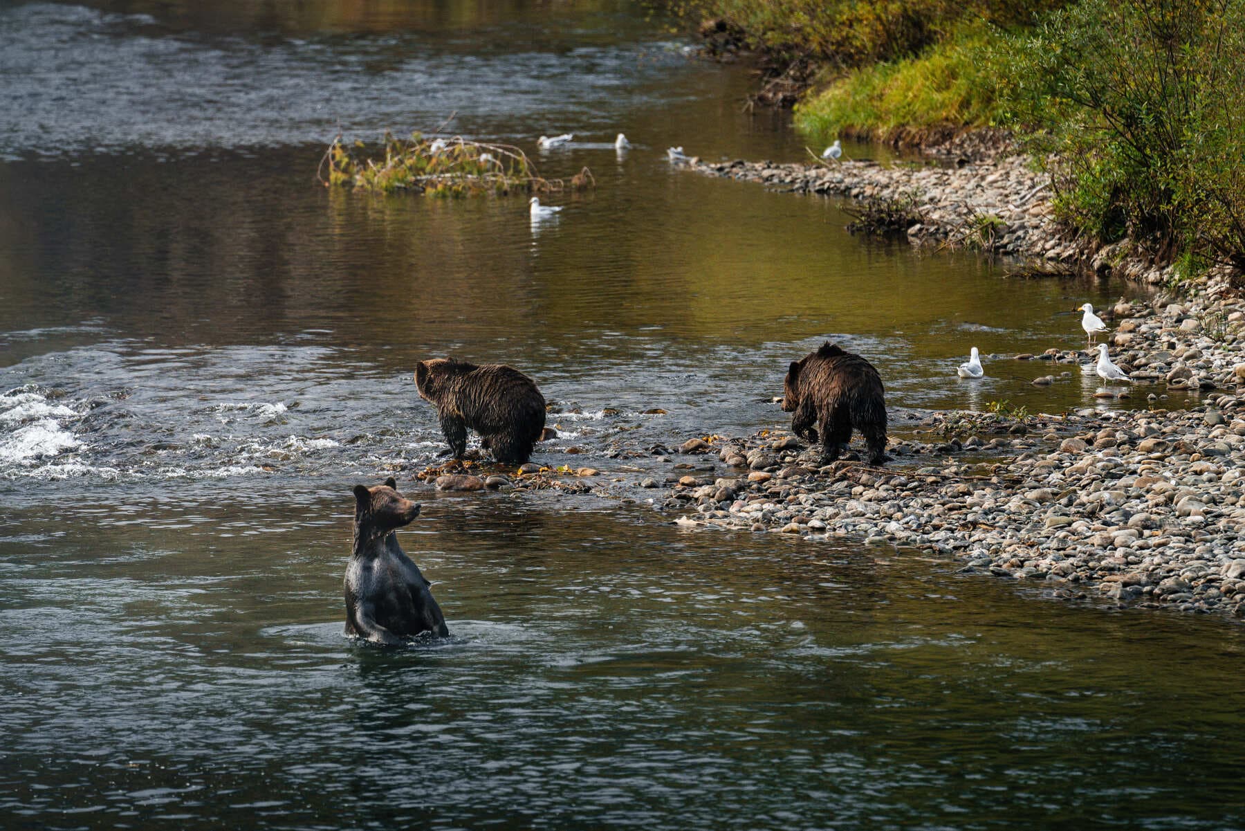 Three bears fishing at the river
