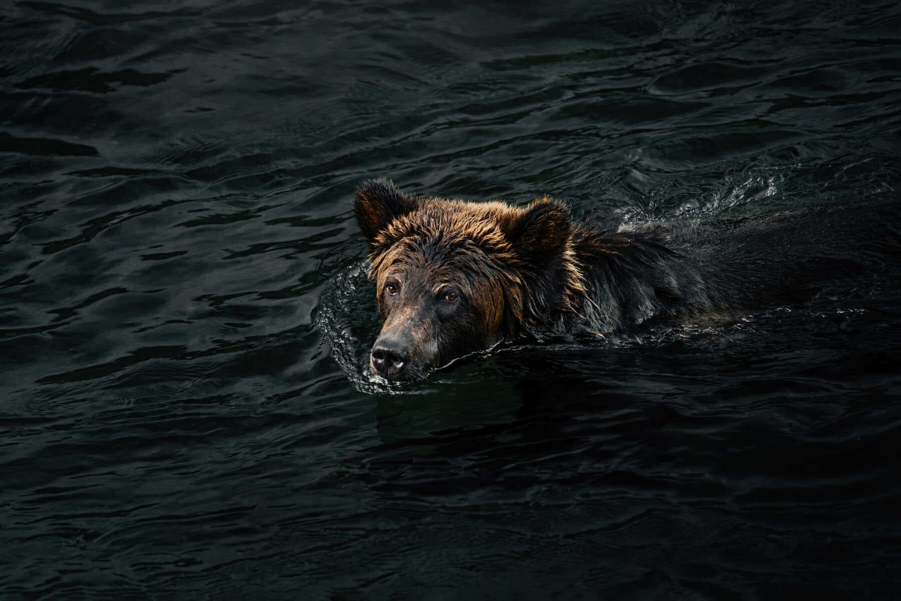 A bear swimming in a river