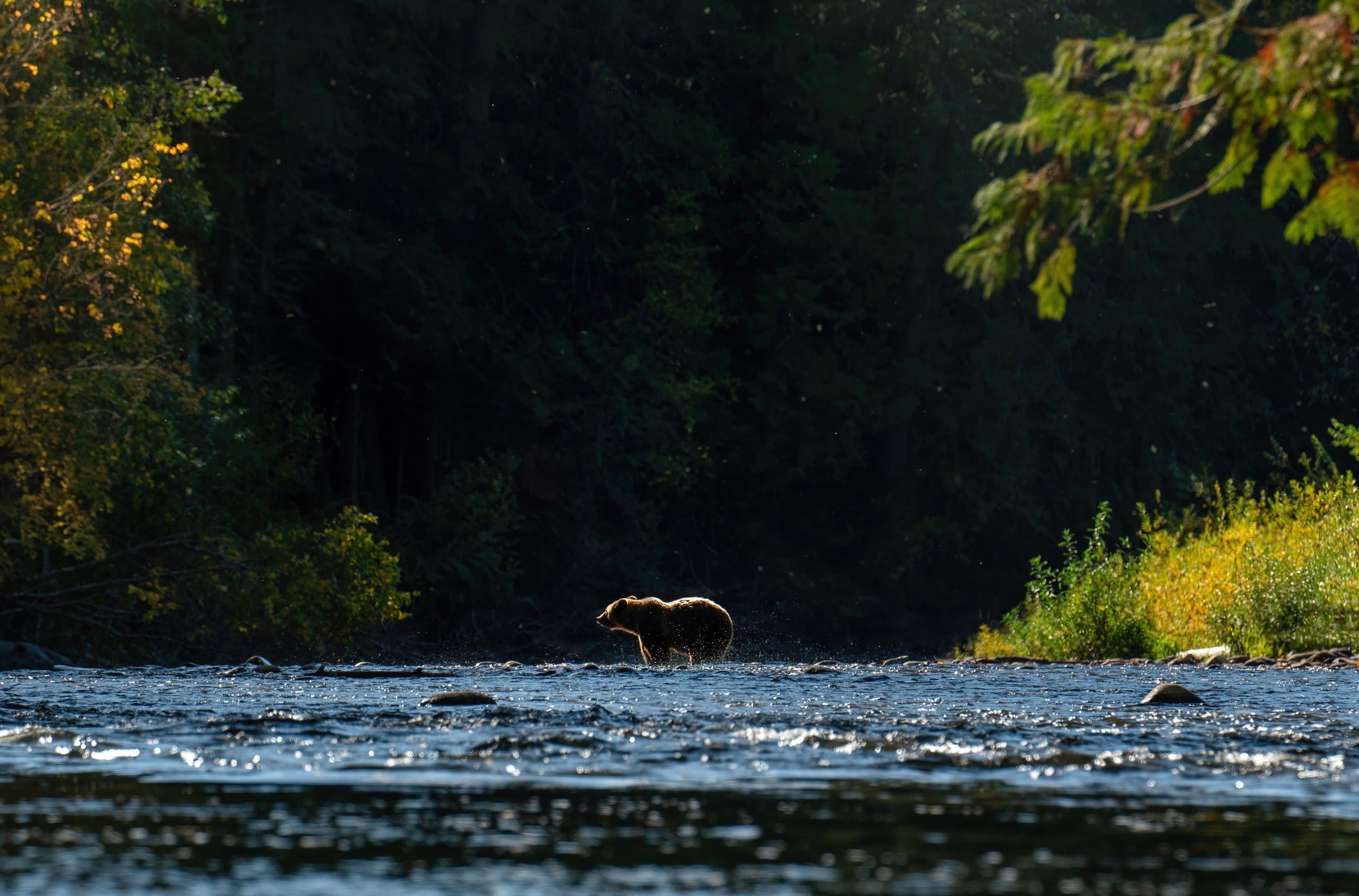 bear standing in a river