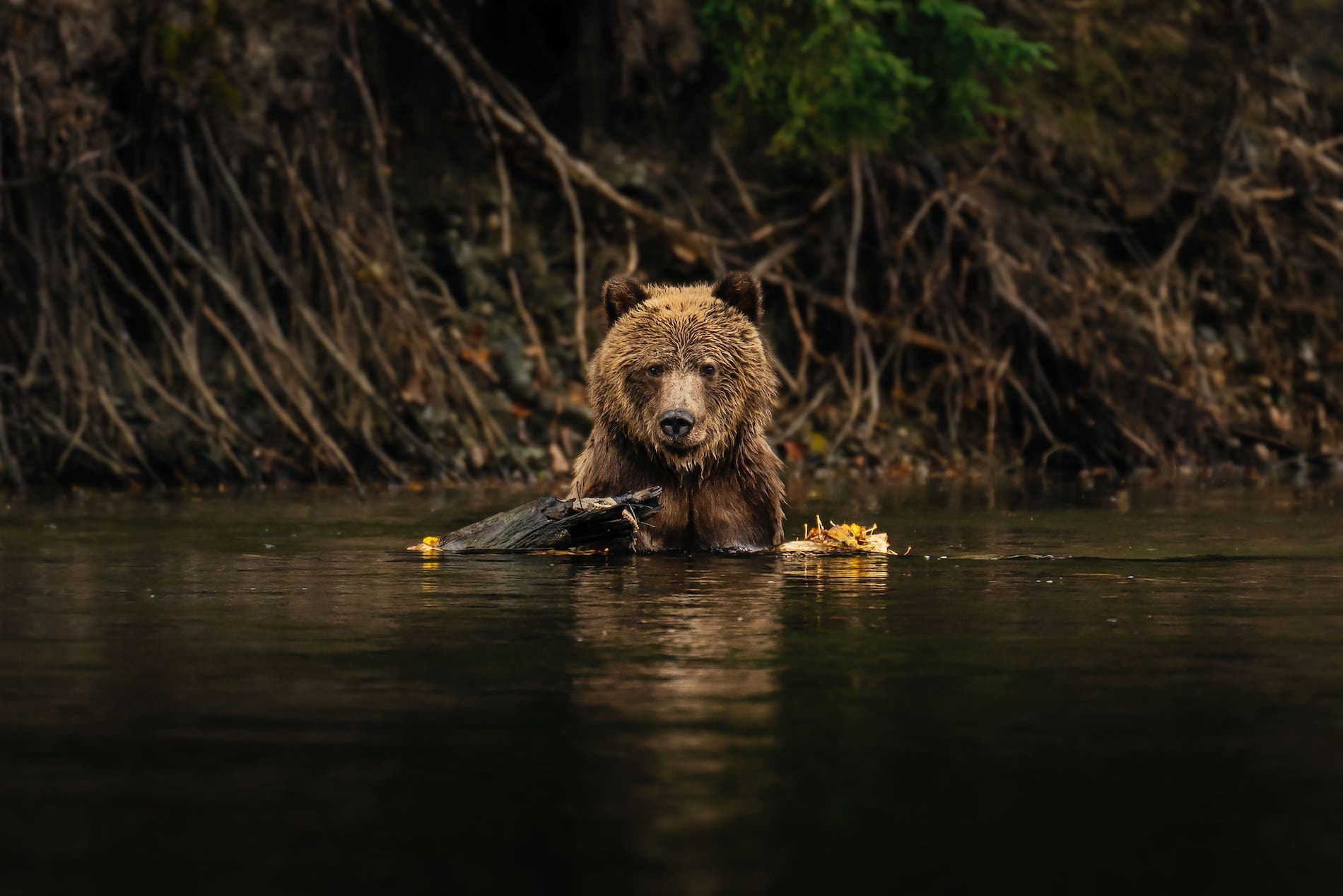 bear sitting in a river