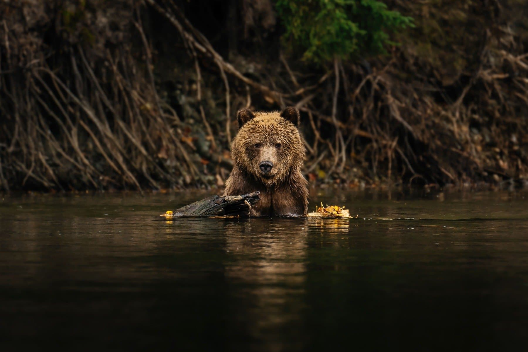 A bear sitting in the water