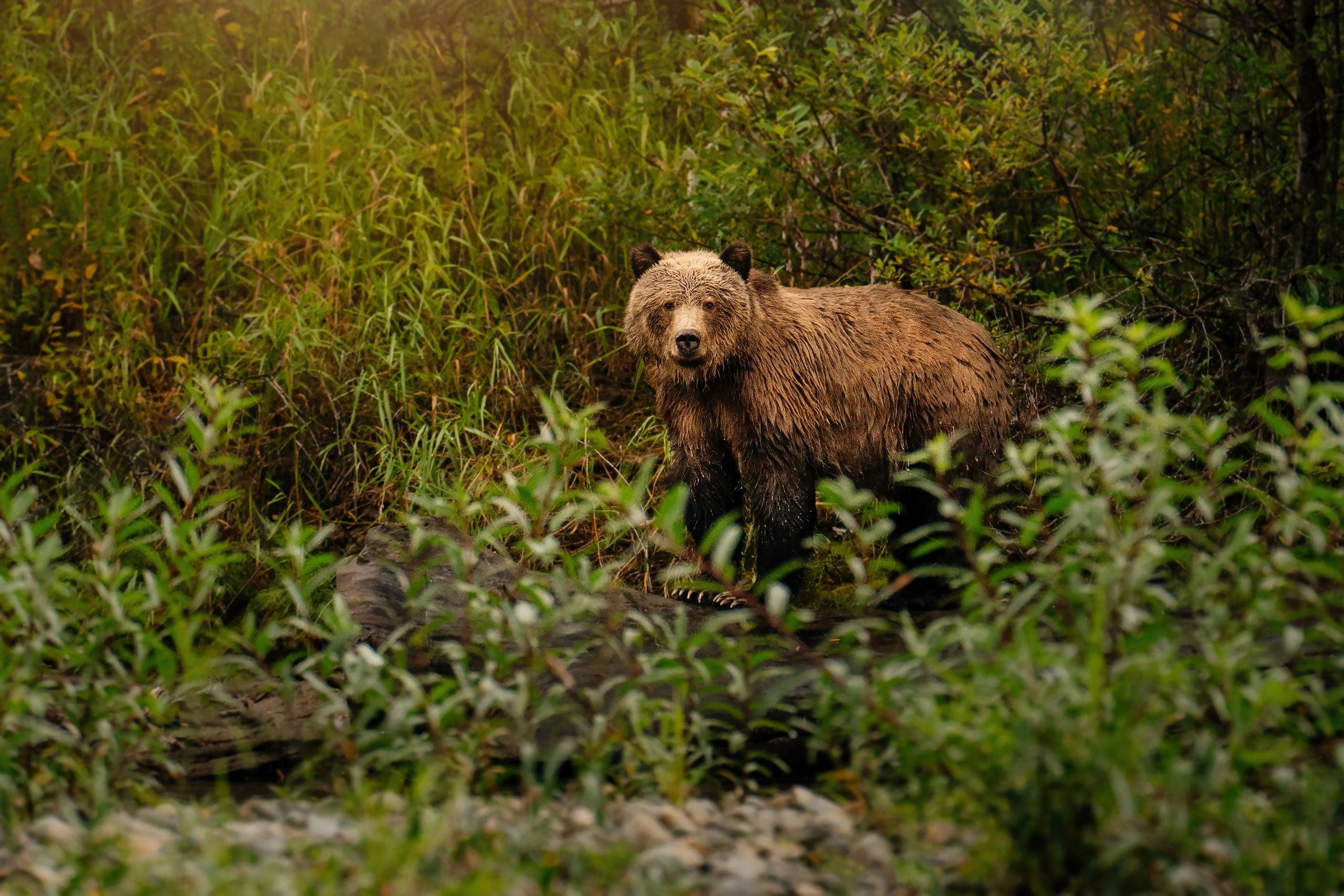 A bear in the woods