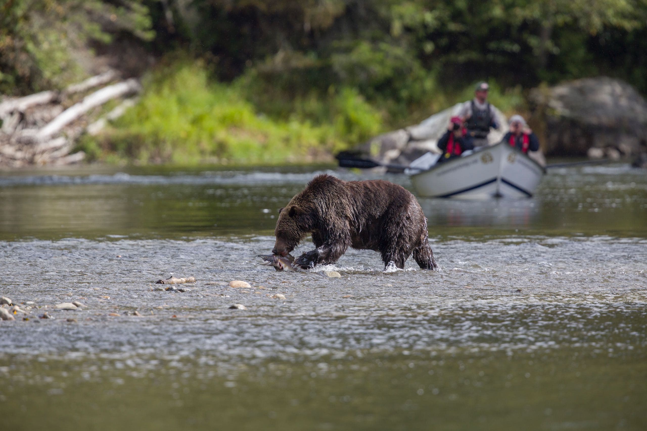 A bear fishing while people in a boat watch