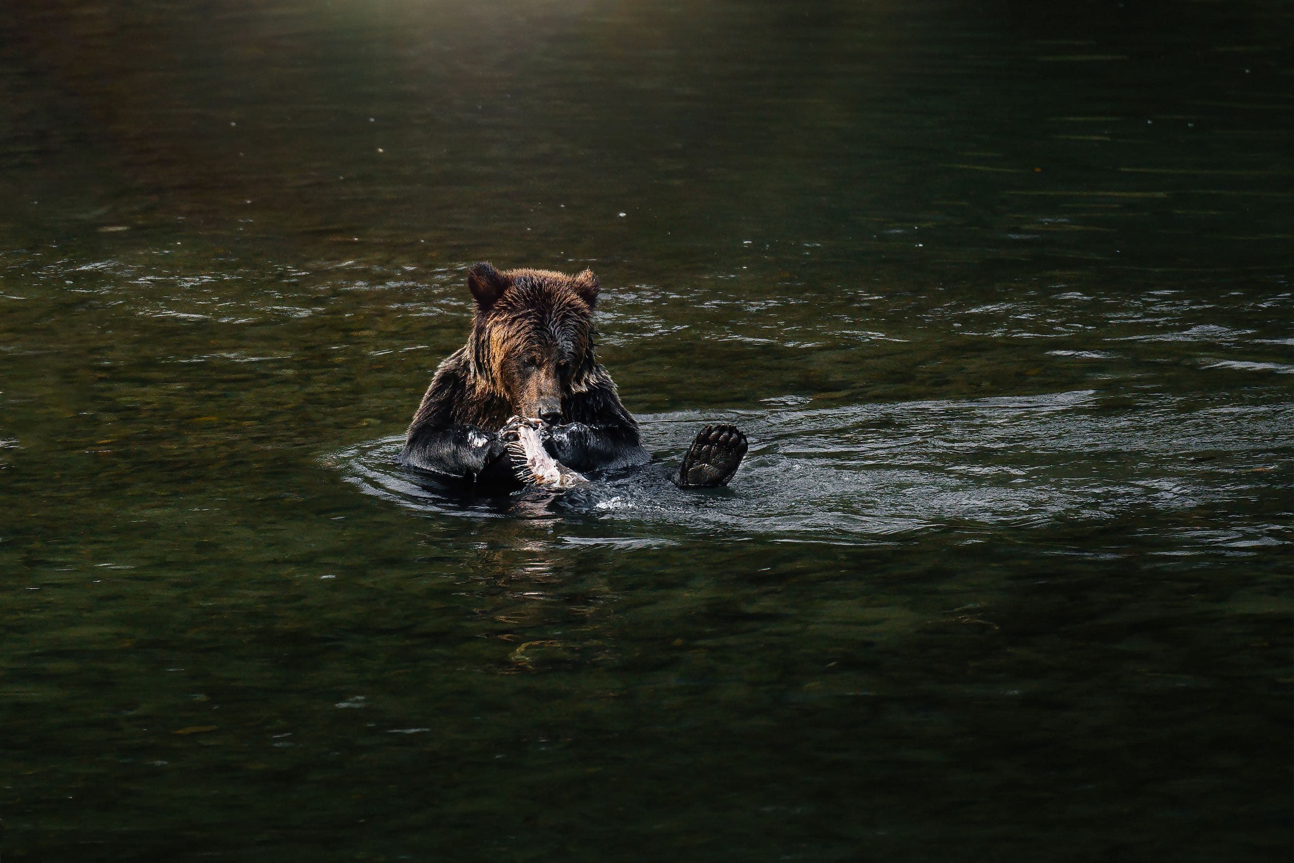 A bear eating a fish in the water