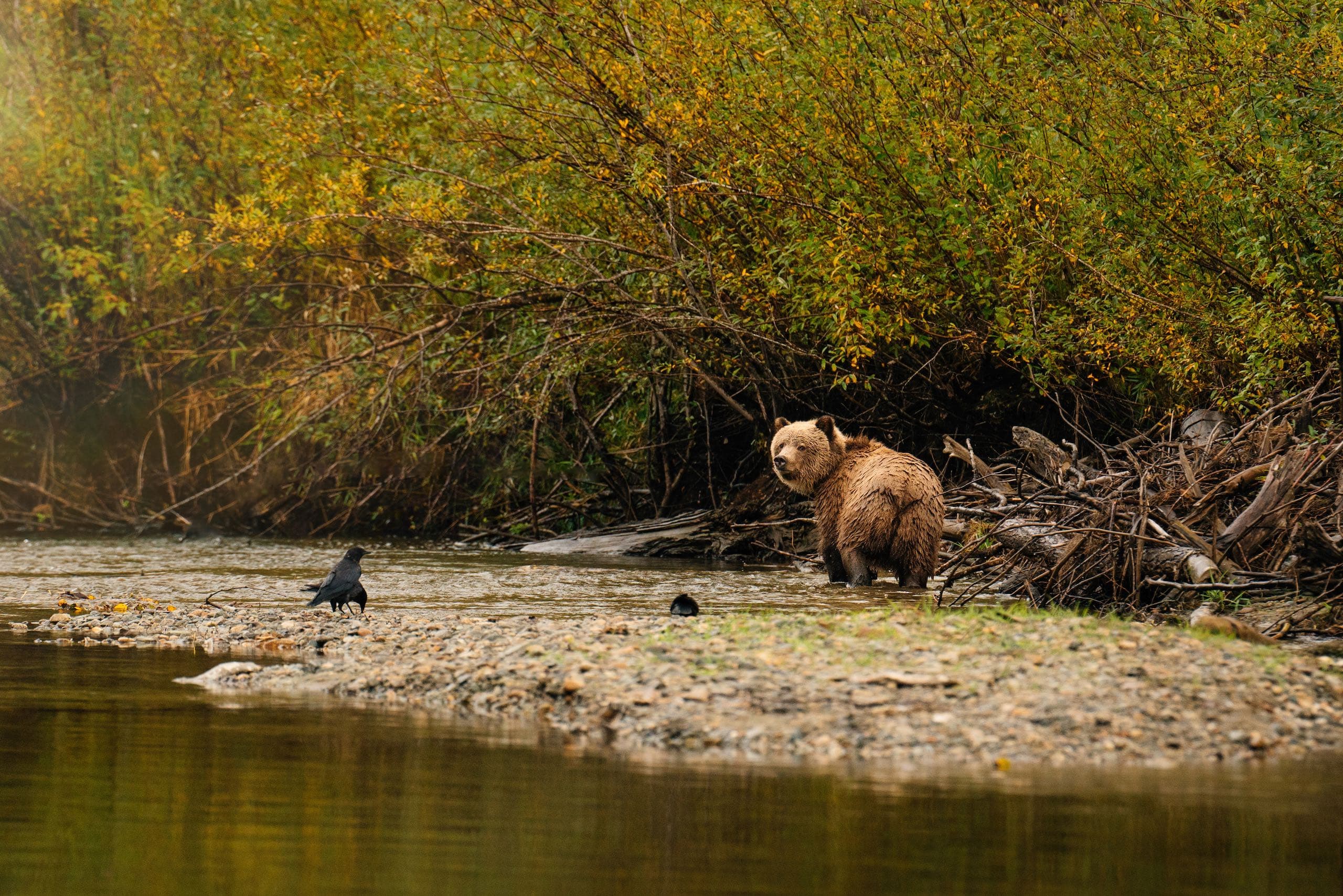 A bear walking on the shore of a river